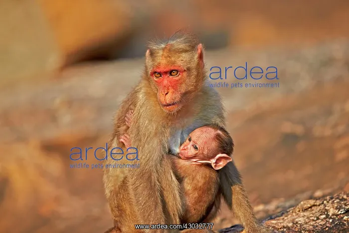  : Bonnet Macaque mother with baby