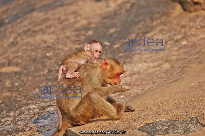  : Bonnet Macaque mother with baby