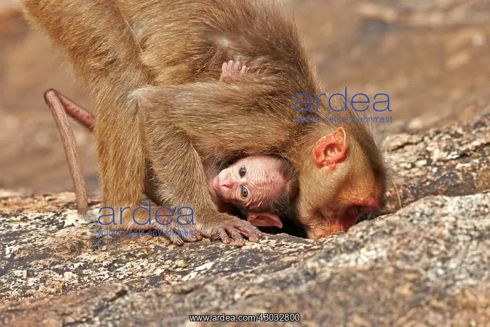  : Bonnet Macaque mother with baby