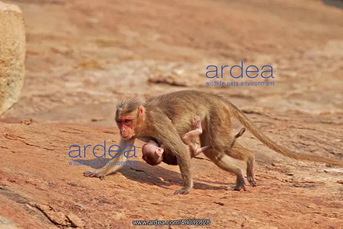  : Bonnet Macaque mother with baby