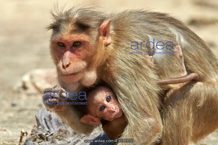  : Bonnet Macaque mother with baby