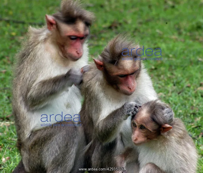 : Bonnet Macaque, mutual grooming : Bonnet Macaque, mutual grooming
