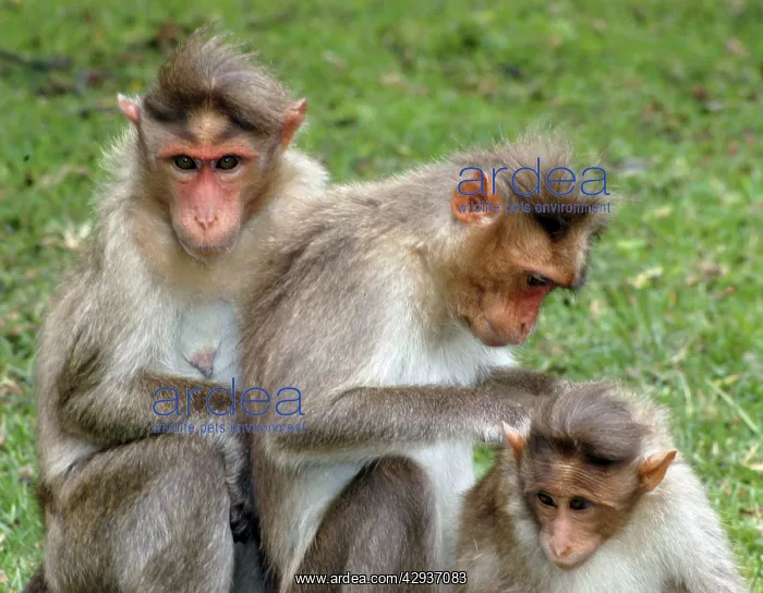 : Bonnet Macaque - mutual grooming : Bonnet Macaque - mutual grooming