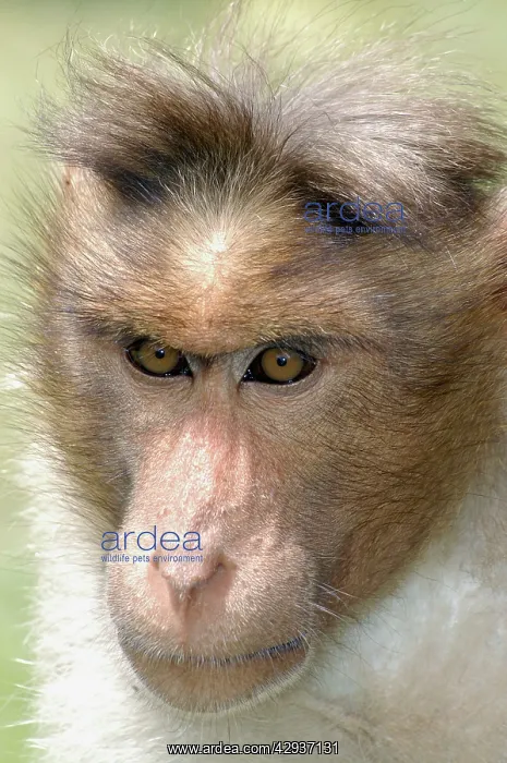 : Bonnet Macaque, South India : Bonnet Macaque, South India