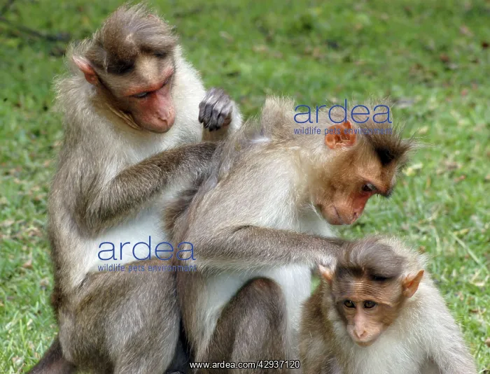 : Bonnet Macaque, South India, mutual grooming : Bonnet Macaque, South India, mutual grooming