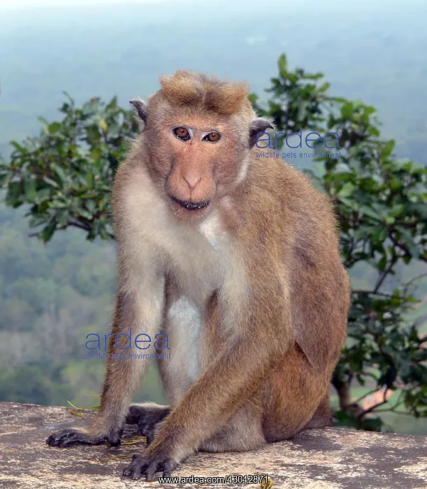  : Bonnet Macaque, Sri Lanka