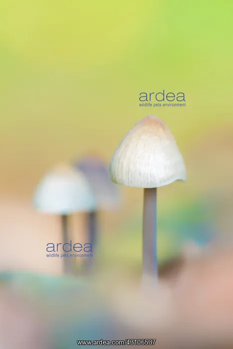 : Bonnet sp. Close up of three unidentified Mycena (Mycena sp) : Bonnet sp. Close up of three unidentified Mycena (Mycena sp)