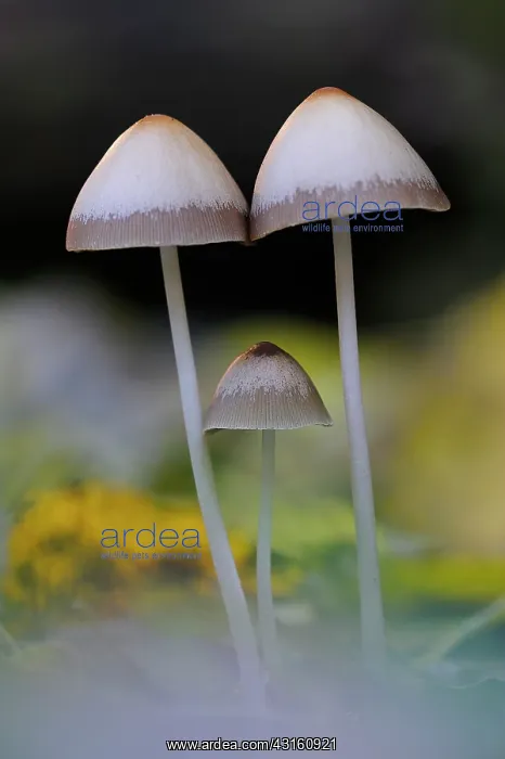 : Bonnet sp. Group of unidentified fungi (Mycena sp.) : Bonnet sp. Group of unidentified fungi (Mycena sp.)