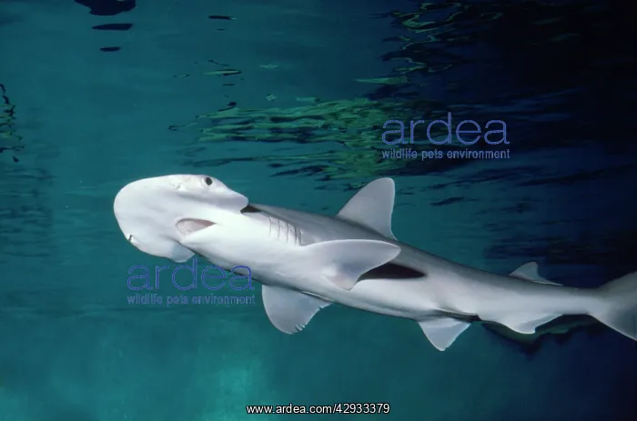 : Bonnethead / Shovelhead SHARK : Bonnethead / Shovelhead SHARK