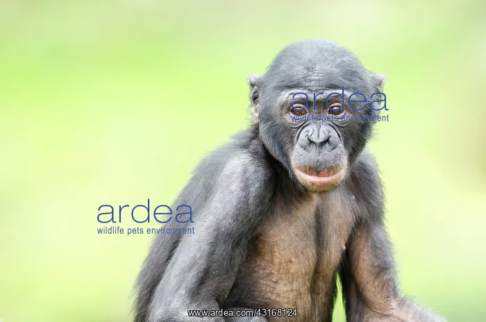 : Bonobo. Close up of a Bonobo (Pan paniscus) in captivity : Bonobo. Close up of a Bonobo (Pan paniscus) in captivity