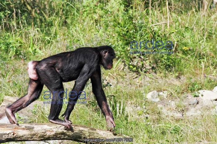 : Bonobo Chimpanzee - female with swollen genitals : Bonobo Chimpanzee - female with swollen genitals