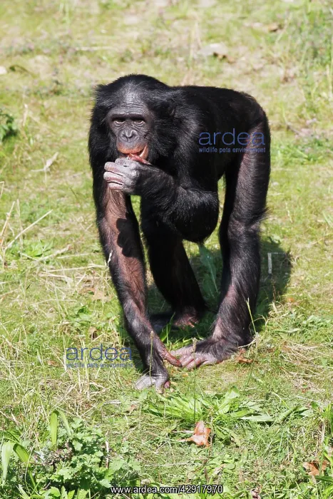 : Bonobo Chimpanzee - male feeding : Bonobo Chimpanzee - male feeding
