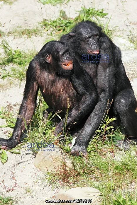 : Bonobo Chimpanzee - pair mating : Bonobo Chimpanzee - pair mating
