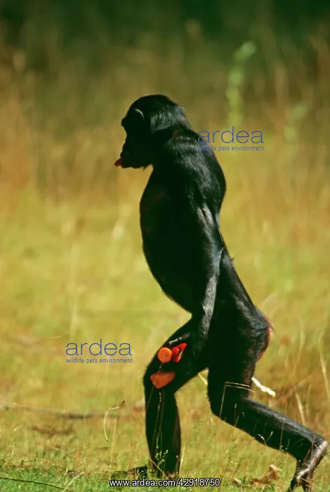 : BONOBO / PYGMY CHIMP - walking upright, carrying vegetables : BONOBO / PYGMY CHIMP - walking upright, carrying vegetables