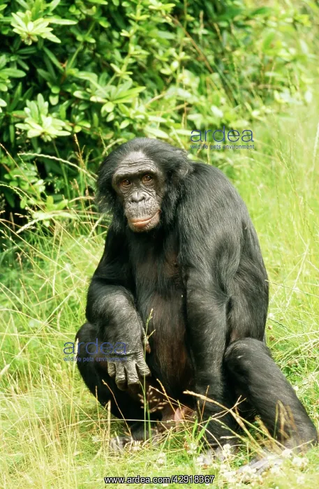 : Bonobo / Pygmy CHIMPANZEE : Bonobo / Pygmy CHIMPANZEE