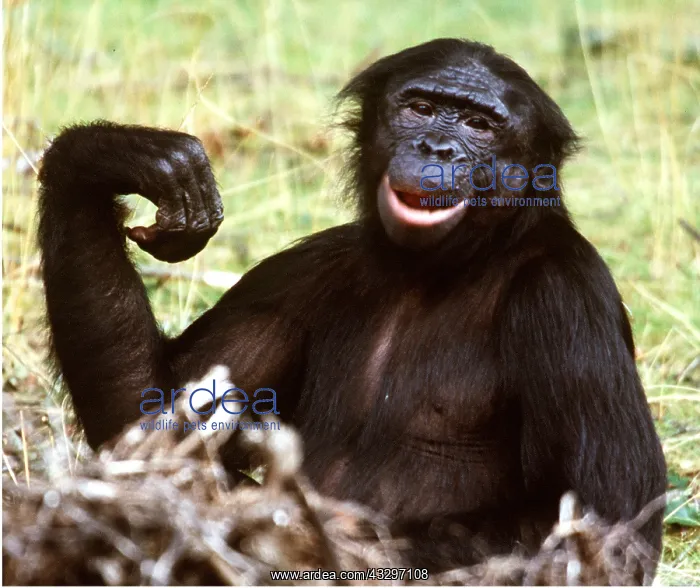 : Bonobo / Pygmy CHIMPANZEE : Bonobo / Pygmy CHIMPANZEE