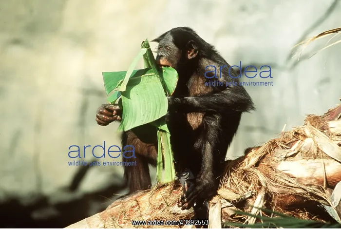 : Bonobo / Pygmy CHIMPANZEE - alone, eats banana leaf : Bonobo / Pygmy CHIMPANZEE - alone, eats banana leaf