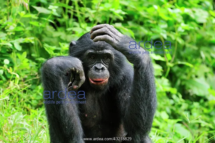 : Bonobo / Pygmy Chimpanzee / Dwarf Chimpanzee / Gracile : Bonobo / Pygmy Chimpanzee / Dwarf Chimpanzee / Gracile