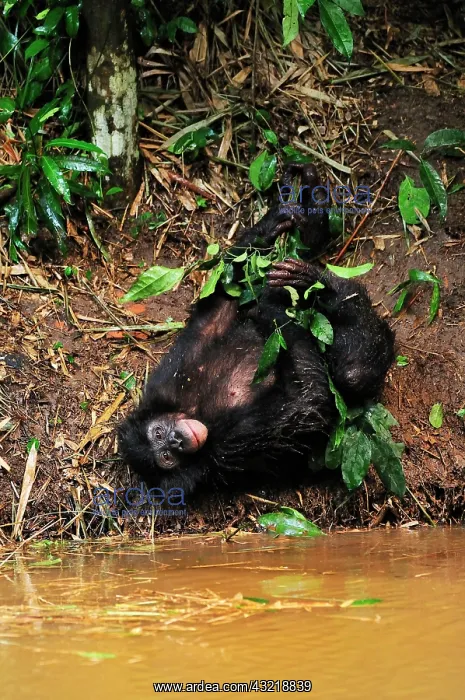 : Bonobo / Pygmy Chimpanzee / Dwarf Chimpanzee / Gracile : Bonobo / Pygmy Chimpanzee / Dwarf Chimpanzee / Gracile