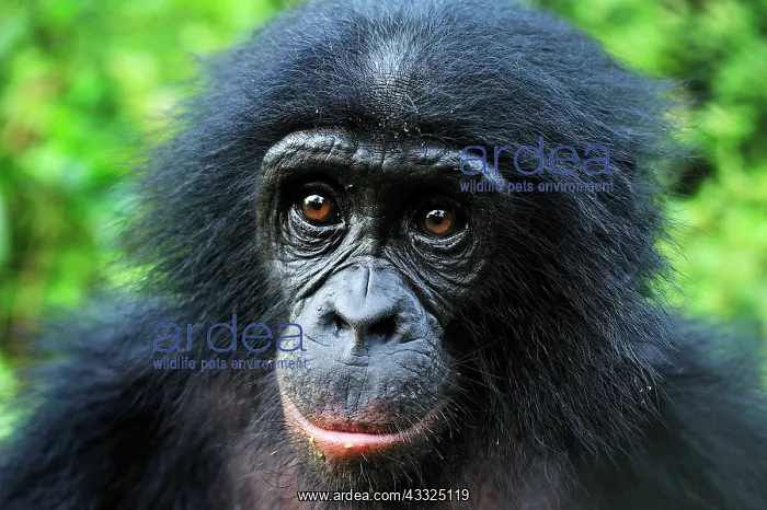 : Bonobo / Pygmy Chimpanzee / Dwarf Chimpanzee / Gracile : Bonobo / Pygmy Chimpanzee / Dwarf Chimpanzee / Gracile