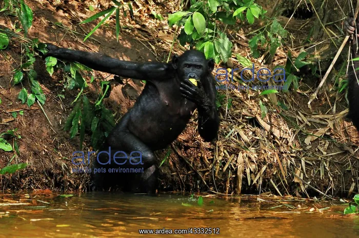 : Bonobo / Pygmy Chimpanzee / Dwarf Chimpanzee / Gracile : Bonobo / Pygmy Chimpanzee / Dwarf Chimpanzee / Gracile