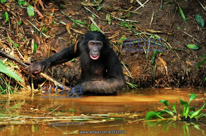 : Bonobo / Pygmy Chimpanzee / Dwarf Chimpanzee / Gracile : Bonobo / Pygmy Chimpanzee / Dwarf Chimpanzee / Gracile