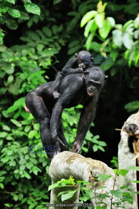 : Bonobo / Pygmy Chimpanzee / Dwarf Chimpanzee / Gracile : Bonobo / Pygmy Chimpanzee / Dwarf Chimpanzee / Gracile
