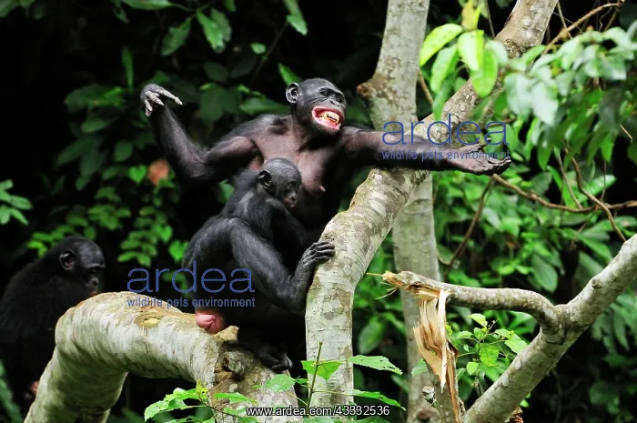 : Bonobo / Pygmy Chimpanzee / Dwarf Chimpanzee / Gracile : Bonobo / Pygmy Chimpanzee / Dwarf Chimpanzee / Gracile
