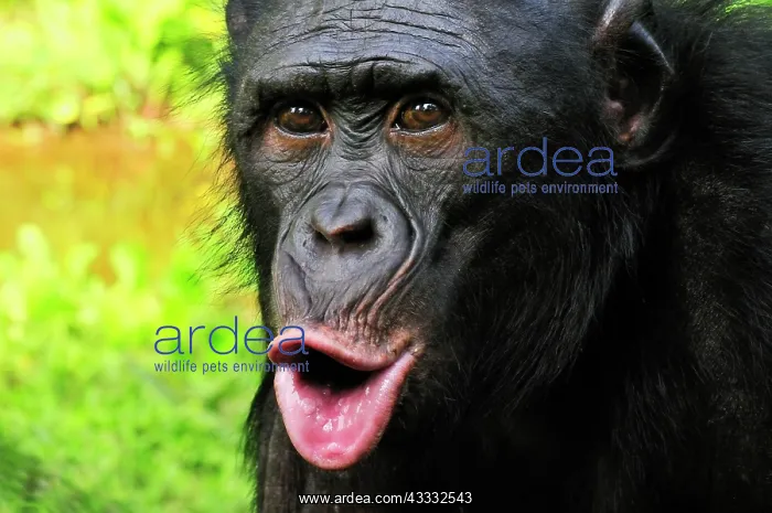  : Bonobo  /  Pygmy Chimpanzee  /  Dwarf Chimpanzee  /  Gracile