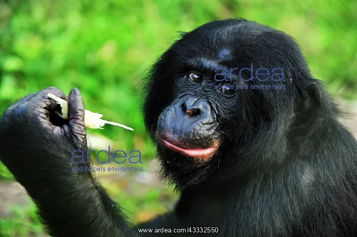 : Bonobo / Pygmy Chimpanzee / Dwarf Chimpanzee / Gracile : Bonobo / Pygmy Chimpanzee / Dwarf Chimpanzee / Gracile