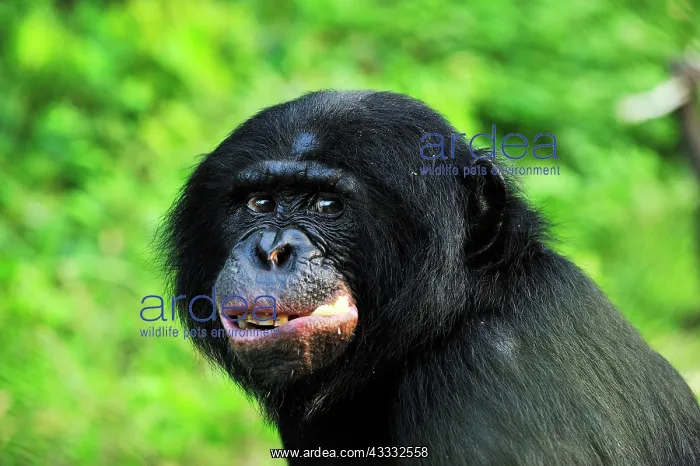 : Bonobo / Pygmy Chimpanzee / Dwarf Chimpanzee / Gracile : Bonobo / Pygmy Chimpanzee / Dwarf Chimpanzee / Gracile