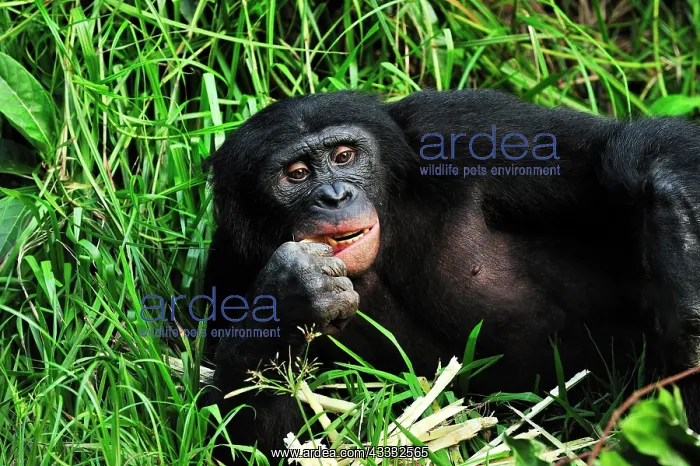: Bonobo / Pygmy Chimpanzee / Dwarf Chimpanzee / Gracile : Bonobo / Pygmy Chimpanzee / Dwarf Chimpanzee / Gracile