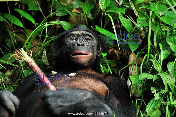 : Bonobo / Pygmy Chimpanzee / Dwarf Chimpanzee / Gracile : Bonobo / Pygmy Chimpanzee / Dwarf Chimpanzee / Gracile