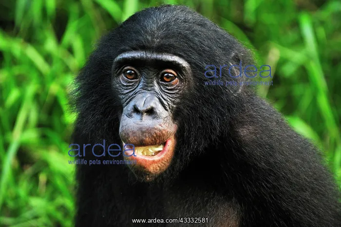 : Bonobo / Pygmy Chimpanzee / Dwarf Chimpanzee / Gracile : Bonobo / Pygmy Chimpanzee / Dwarf Chimpanzee / Gracile