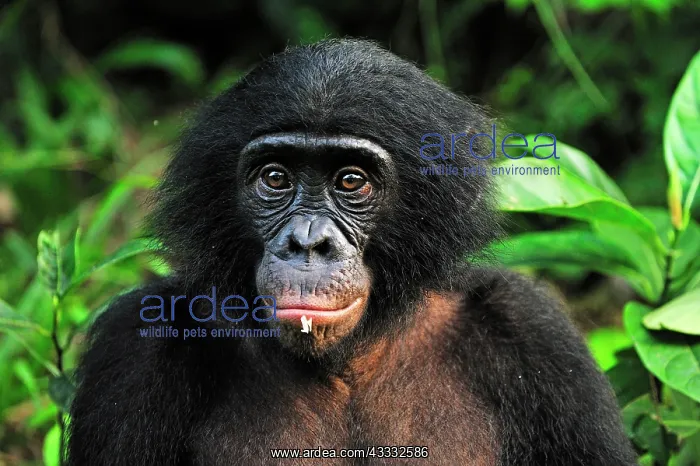 : Bonobo / Pygmy Chimpanzee / Dwarf Chimpanzee / Gracile : Bonobo / Pygmy Chimpanzee / Dwarf Chimpanzee / Gracile