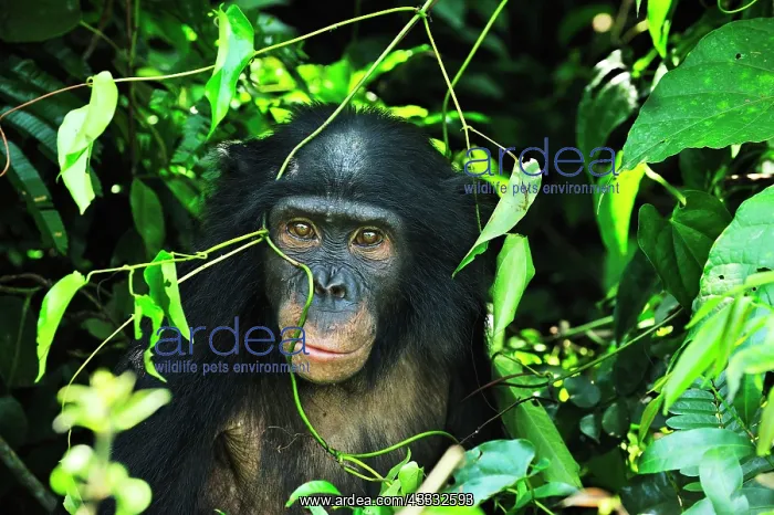 : Bonobo / Pygmy Chimpanzee / Dwarf Chimpanzee / Gracile : Bonobo / Pygmy Chimpanzee / Dwarf Chimpanzee / Gracile