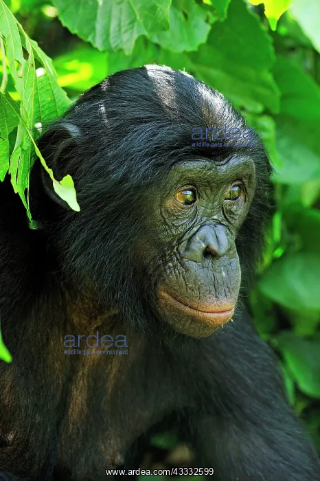  : Bonobo  /  Pygmy Chimpanzee  /  Dwarf Chimpanzee  /  Gracile