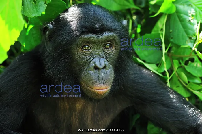 : Bonobo / Pygmy Chimpanzee / Dwarf Chimpanzee / Gracile : Bonobo / Pygmy Chimpanzee / Dwarf Chimpanzee / Gracile