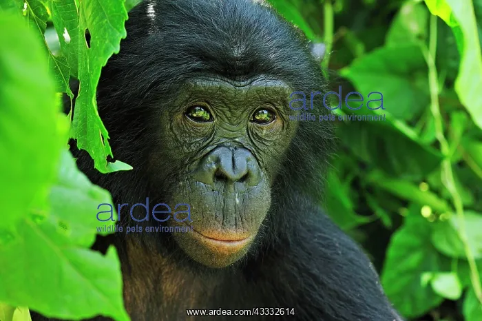: Bonobo / Pygmy Chimpanzee / Dwarf Chimpanzee / Gracile : Bonobo / Pygmy Chimpanzee / Dwarf Chimpanzee / Gracile