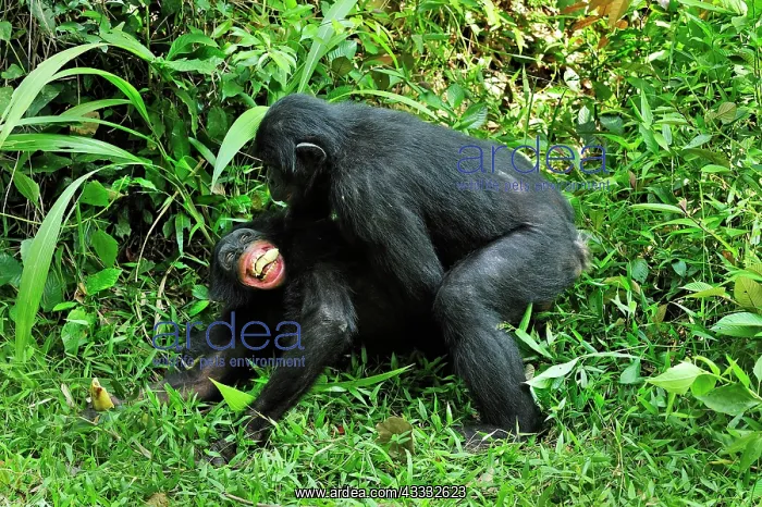 : Bonobo / Pygmy Chimpanzee / Dwarf Chimpanzee / Gracile : Bonobo / Pygmy Chimpanzee / Dwarf Chimpanzee / Gracile