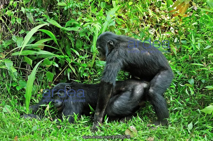 : Bonobo / Pygmy Chimpanzee / Dwarf Chimpanzee / Gracile : Bonobo / Pygmy Chimpanzee / Dwarf Chimpanzee / Gracile