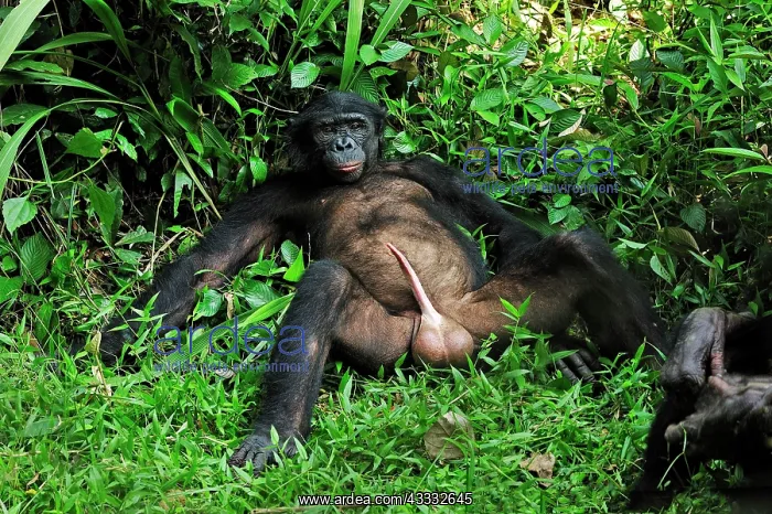 : Bonobo / Pygmy Chimpanzee / Dwarf Chimpanzee / Gracile : Bonobo / Pygmy Chimpanzee / Dwarf Chimpanzee / Gracile