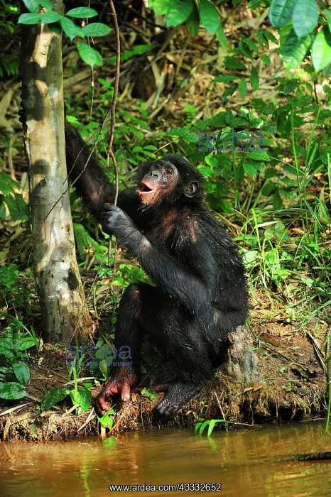 : Bonobo / Pygmy Chimpanzee / Dwarf Chimpanzee / Gracile : Bonobo / Pygmy Chimpanzee / Dwarf Chimpanzee / Gracile