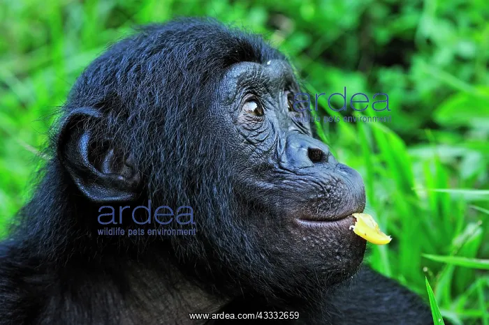  : Bonobo  /  Pygmy Chimpanzee  /  Dwarf Chimpanzee  /  Gracile