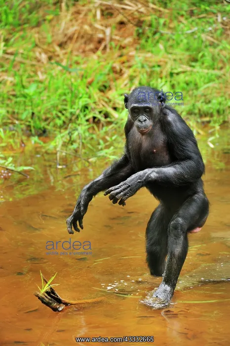 : Bonobo / Pygmy Chimpanzee / Dwarf Chimpanzee / Gracile : Bonobo / Pygmy Chimpanzee / Dwarf Chimpanzee / Gracile