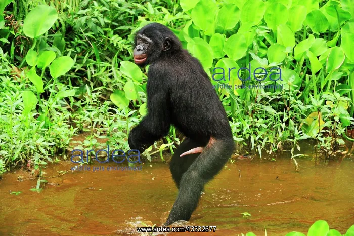 : Bonobo / Pygmy Chimpanzee / Dwarf Chimpanzee / Gracile : Bonobo / Pygmy Chimpanzee / Dwarf Chimpanzee / Gracile
