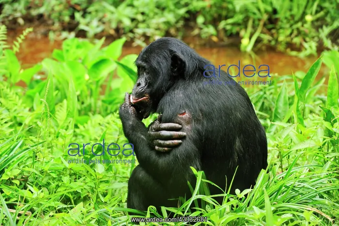 : Bonobo / Pygmy Chimpanzee / Dwarf Chimpanzee / Gracile : Bonobo / Pygmy Chimpanzee / Dwarf Chimpanzee / Gracile