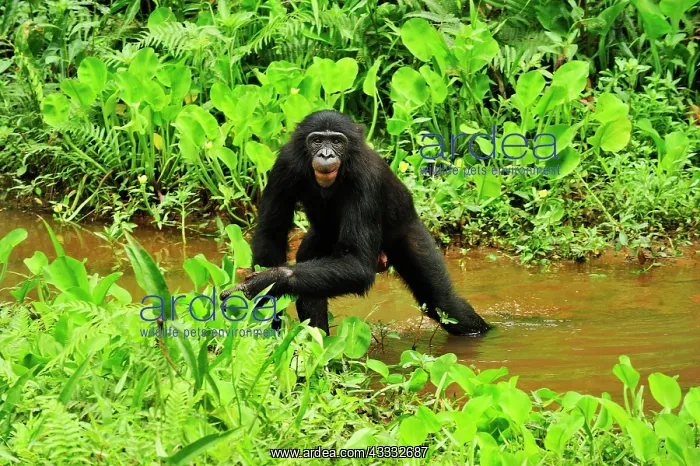  : Bonobo  /  Pygmy Chimpanzee  /  Dwarf Chimpanzee  /  Gracile