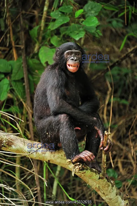 : Bonobo / Pygmy Chimpanzee / Dwarf Chimpanzee / Gracile : Bonobo / Pygmy Chimpanzee / Dwarf Chimpanzee / Gracile