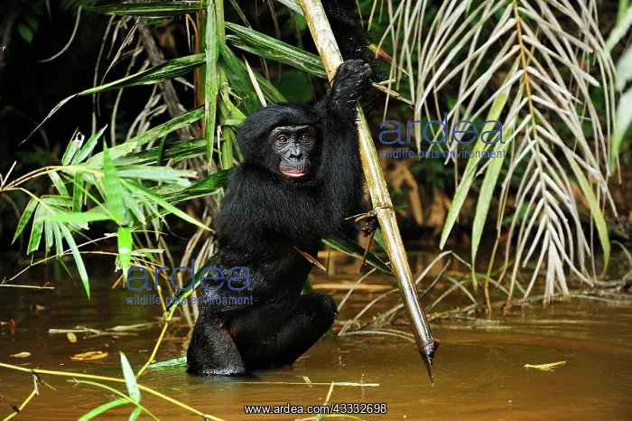 : Bonobo / Pygmy Chimpanzee / Dwarf Chimpanzee / Gracile : Bonobo / Pygmy Chimpanzee / Dwarf Chimpanzee / Gracile